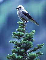 FFH Vertr&auml;glichkeitspr&uuml;fung